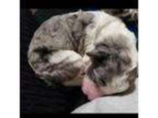 Mutt Puppy for sale in Mechanicsville, VA, USA