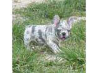 French Bulldog Puppy for sale in Culleoka, TN, USA