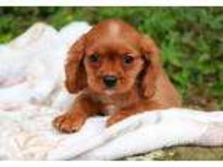 Cavalier King Charles Spaniel Puppy for sale in Berlin, OH, USA