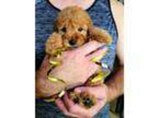 Goldendoodle Puppy for sale in College Station, TX, USA