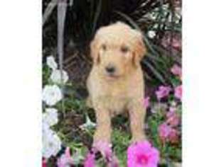 Goldendoodle Puppy for sale in Penn Yan, NY, USA