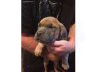 Cane Corso Puppy for sale in New Haven, KY, USA
