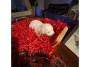 Bichon Frise Puppy for sale in Lumberton, NC, USA
