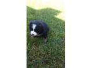 Bernese Mountain Dog Puppy for sale in Falmouth, MI, USA