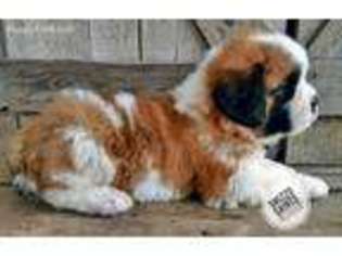 Saint Bernard Puppy for sale in Wesley, AR, USA
