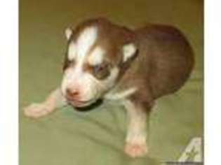 Siberian Husky Puppy for sale in GAPLAND, MD, USA