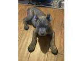Cane Corso Puppy for sale in Henderson, NV, USA