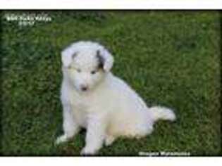 Alaskan Malamute Puppy for sale in Crescent Valley, NV, USA