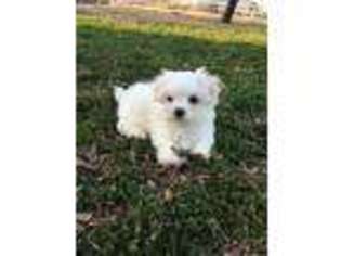 Medium Photo #1 Maltese Puppy For Sale in Tishomingo, OK, USA