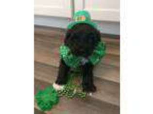 Portuguese Water Dog Puppy for sale in Church Hill, TN, USA