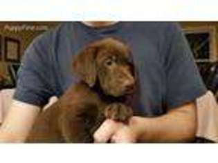 Labrador Retriever Puppy for sale in Forsyth, MO, USA