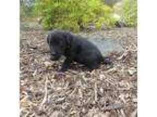 Labrador Retriever Puppy for sale in Oroville, CA, USA