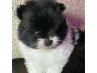 Pomeranian Puppy for sale in Rush Springs, OK, USA