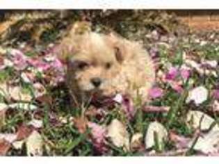 Mutt Puppy for sale in Marshall, TX, USA