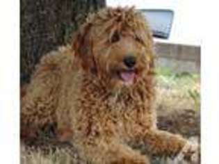 Labradoodle Puppy for sale in CAMPBELL, CA, USA