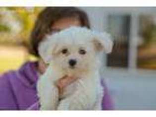 Havanese Puppy for sale in Lake Mills, IA, USA