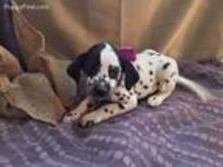 Dalmatian Puppy for sale in Narvon, PA, USA