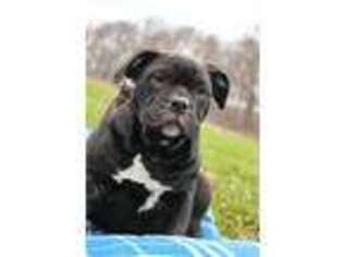 Alapaha Blue Blood Bulldog Puppy for sale in Goshen, IN, USA