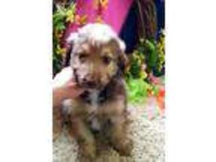 Mutt Puppy for sale in Wallingford, KY, USA