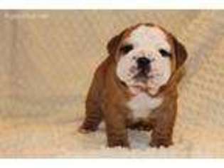 Bulldog Puppy for sale in Cedar Creek, TX, USA