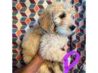 Goldendoodle Puppy for sale in Groton, NY, USA