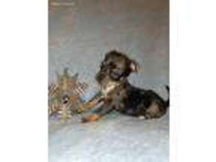 Chihuahua Puppy for sale in Bumpass, VA, USA