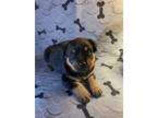 Rottweiler Puppy for sale in Dinuba, CA, USA