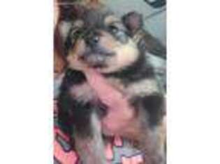 Pomeranian Puppy for sale in Deland, FL, USA