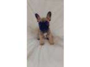 French Bulldog Puppy for sale in Chandlersville, OH, USA