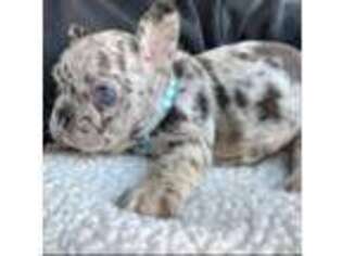French Bulldog Puppy for sale in Warminster, PA, USA