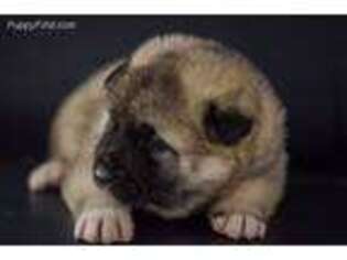 Akita Puppy for sale in Lexington, MS, USA