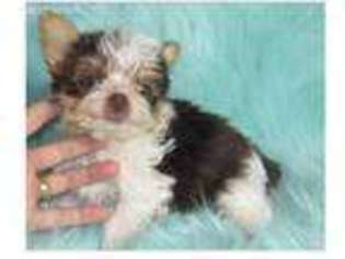 Yorkshire Terrier Puppy for sale in Archie, MO, USA