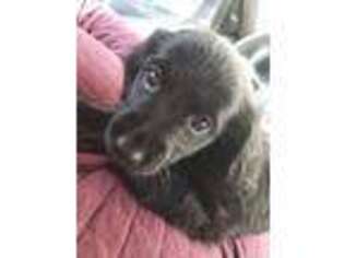 Dachshund Puppy for sale in Poquoson, VA, USA