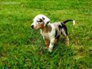 Catahoula Leopard Dog Puppy for sale in Muldrow, OK, USA