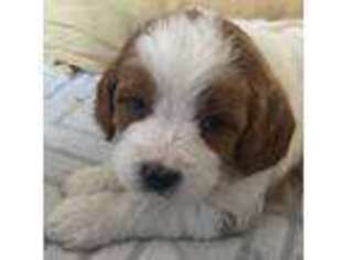 Cavapoo Puppy for sale in Salina, KS, USA