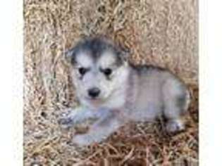 Alaskan Malamute Puppy for sale in Bushnell, IL, USA