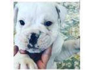 Bulldog Puppy for sale in Sparks, NV, USA