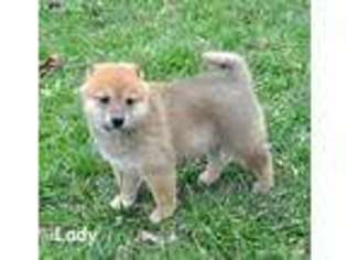 Shiba Inu Puppy for sale in Deepwater, MO, USA