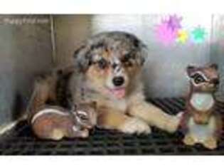 Australian Shepherd Puppy for sale in Standish, MI, USA