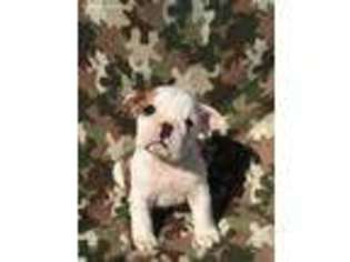 Olde English Bulldogge Puppy for sale in Sealy, TX, USA