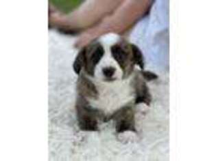Cardigan Welsh Corgi Puppy for sale in Columbia, MO, USA