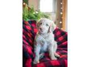 Goldendoodle Puppy for sale in Vandalia, MI, USA