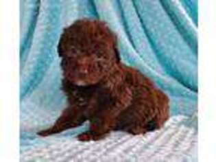 Labradoodle Puppy for sale in Arcola, IL, USA