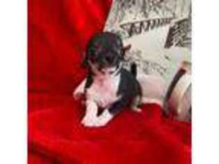 Chihuahua Puppy for sale in Grove, OK, USA