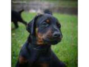 Doberman Pinscher Puppy for sale in Valley City, OH, USA