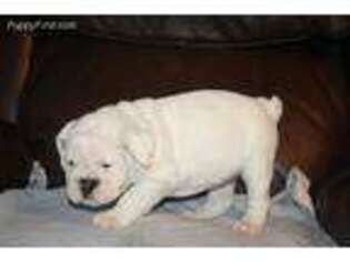 Bulldog Puppy for sale in Bossier City, LA, USA