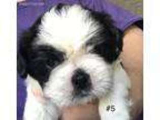 Mutt Puppy for sale in Maysville, WV, USA