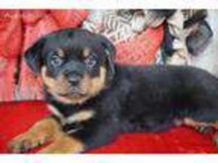 Rottweiler Puppy for sale in Lamar, MO, USA