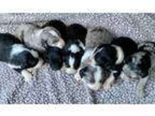 Australian Shepherd Puppy for sale in Manchester, OH, USA