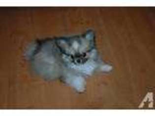 Chihuahua Puppy for sale in DELAND, FL, USA